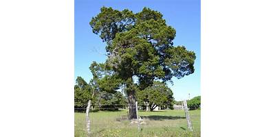 Deer Creek YMCA of Central Texas daycare Cedar Park Texas