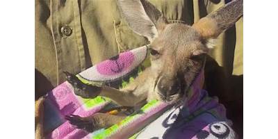 Kangaroo Pouch daycare Anna Texas