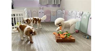 Ositos Learning Daycare daycare San Juan Texas