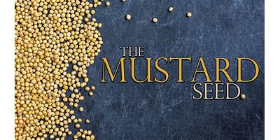 The Mustard Seed daycare San Antonio Texas